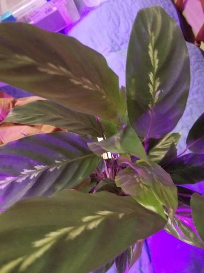 Calathea undulata leaf