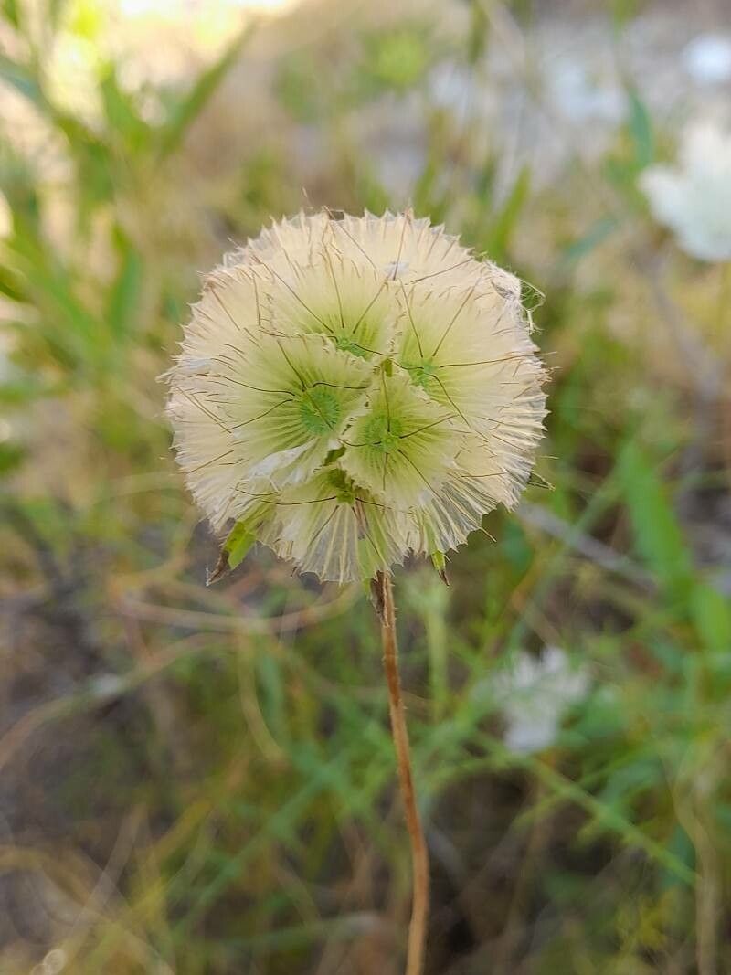 Lomelosia palaestina fruit