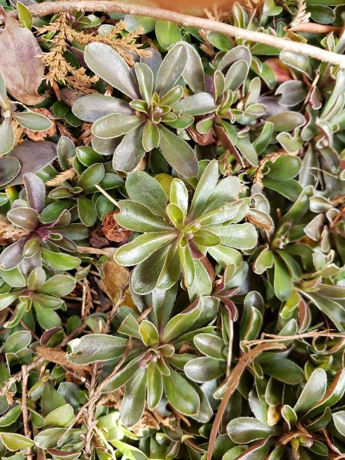 Arabis ferdinandi-coburgii — search result for 'Bulgaria'