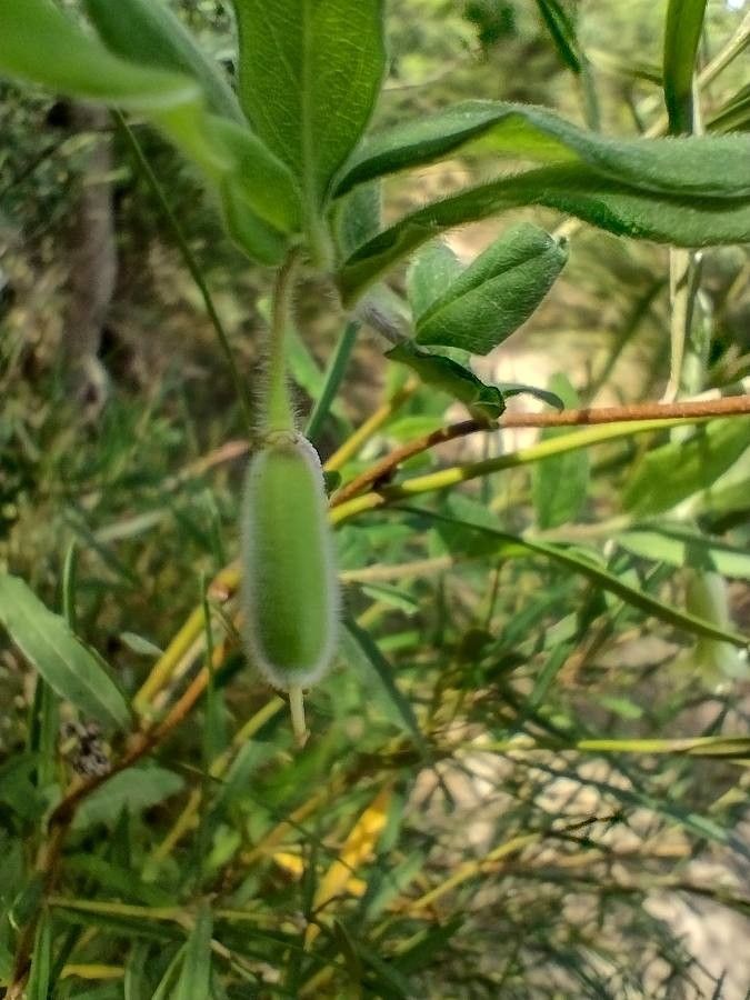 Billardiera scandens fruit