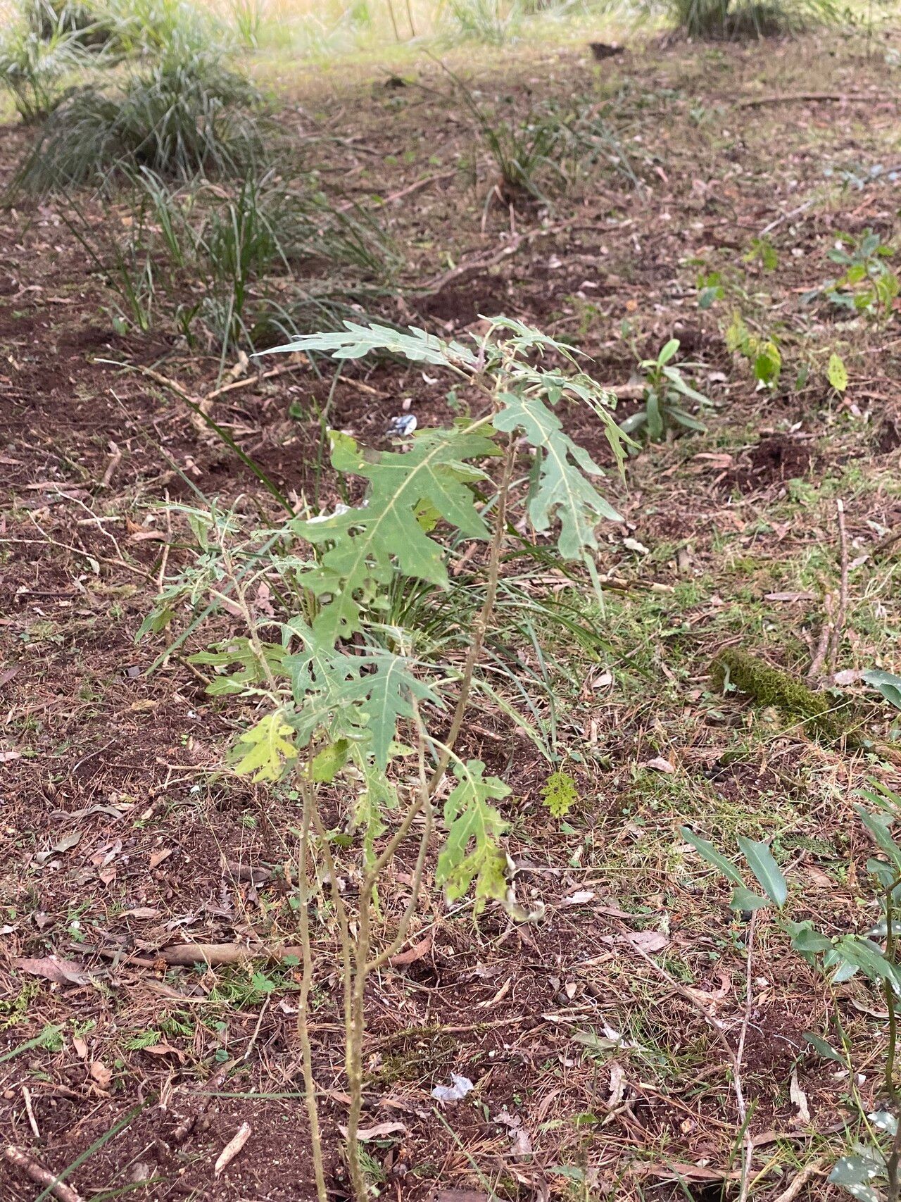 Solanum nobile habit
