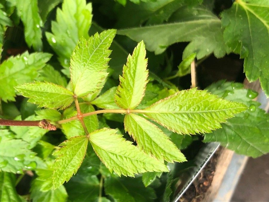 Astilbe thunbergii — search result for 'Astilbe'