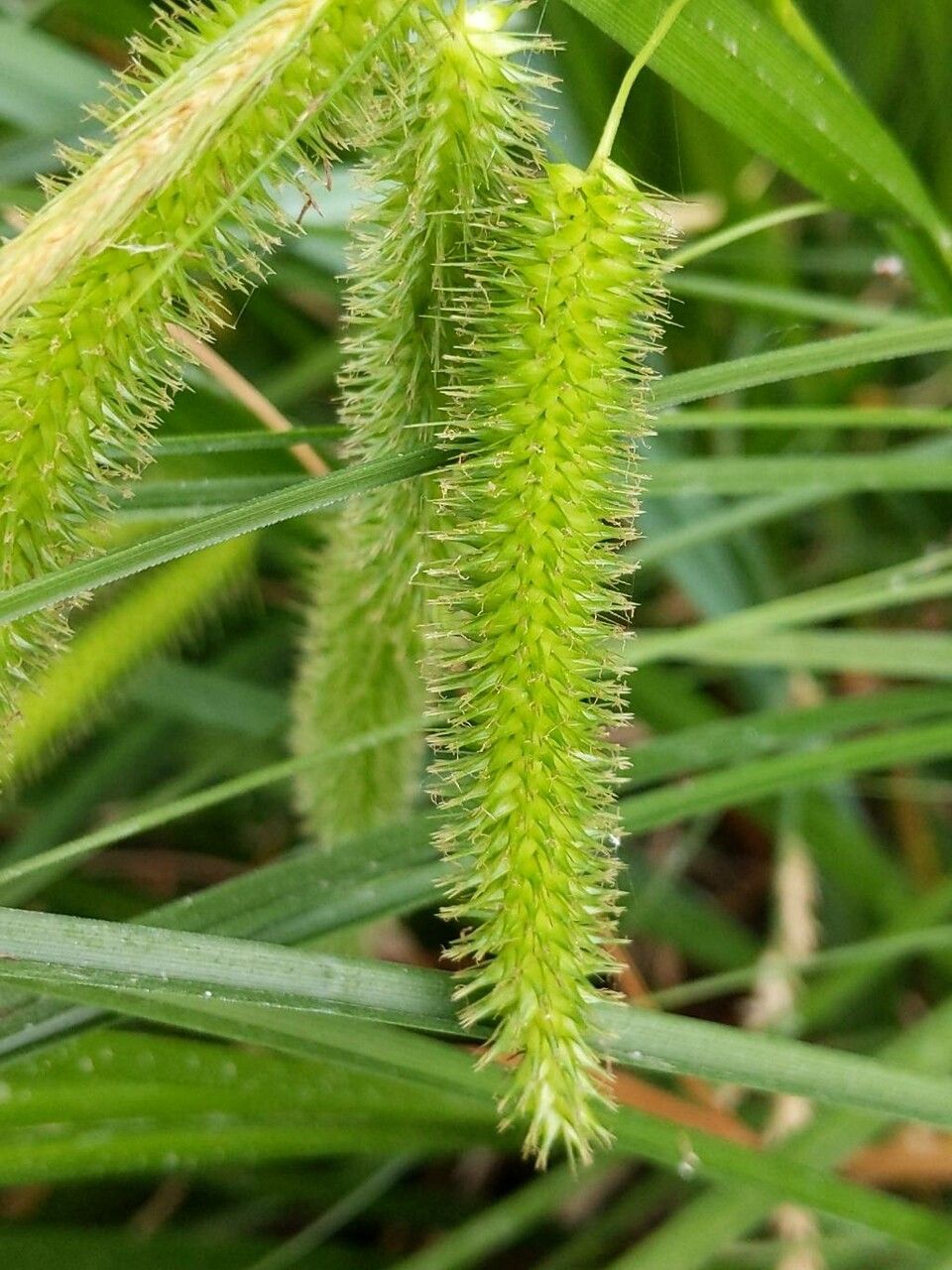 Carex pseudocyperus flower