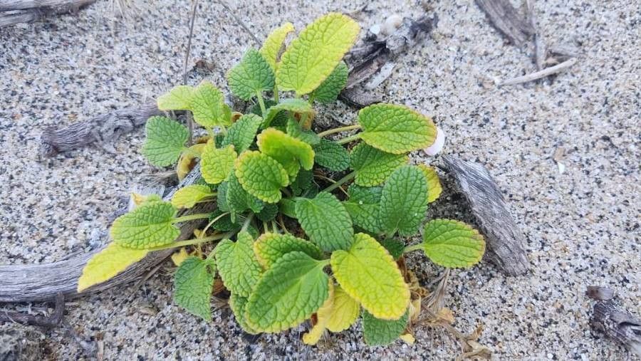 Stachys maritima leaf
