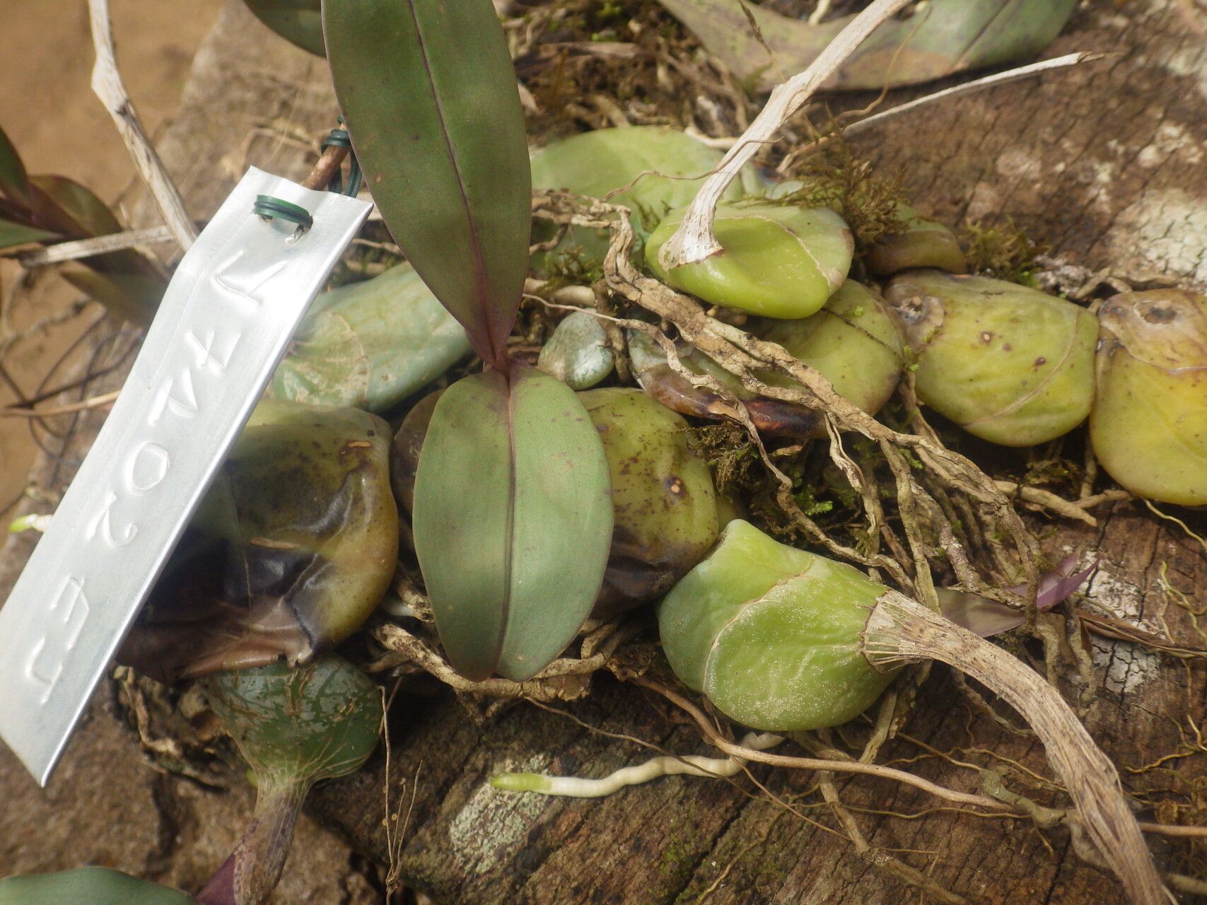 Polystachya affinis — related species from the same genus