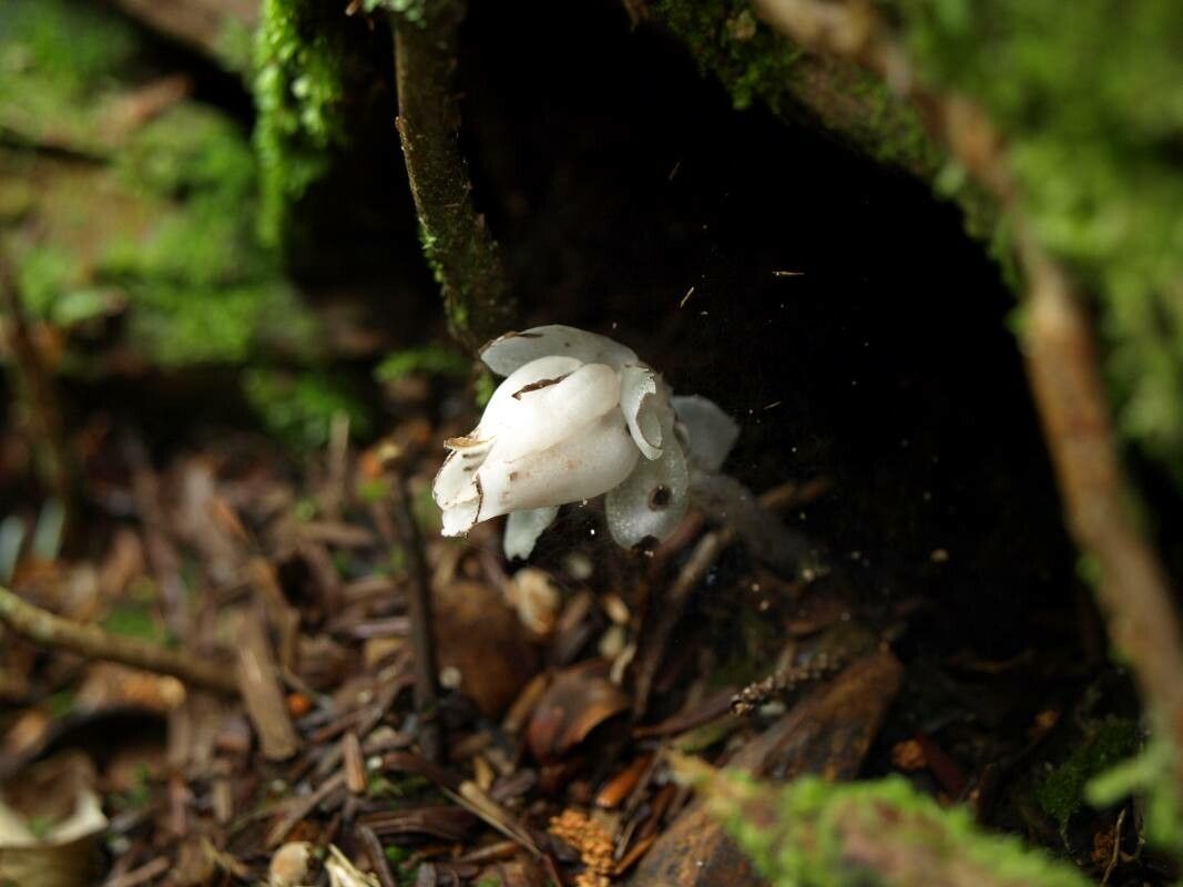 Monotropastrum humile — related species from the same genus