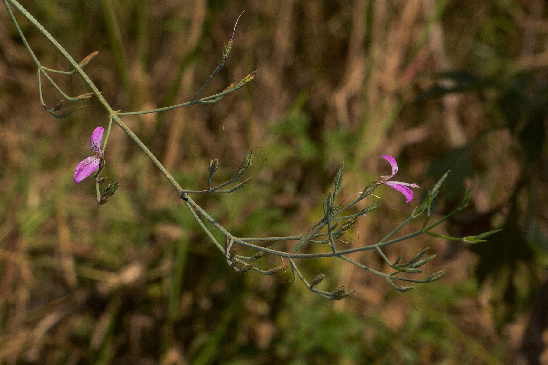 Dicliptera hensii flower