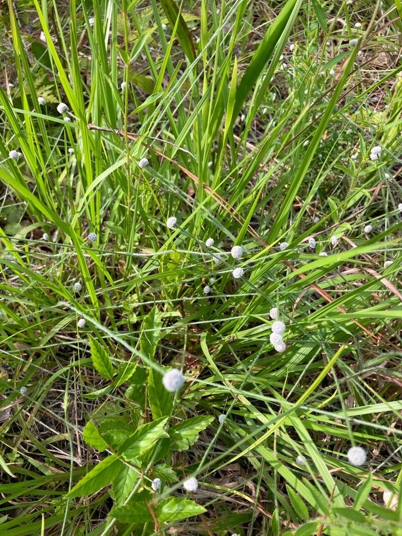 Eriocaulon aquaticum leaf