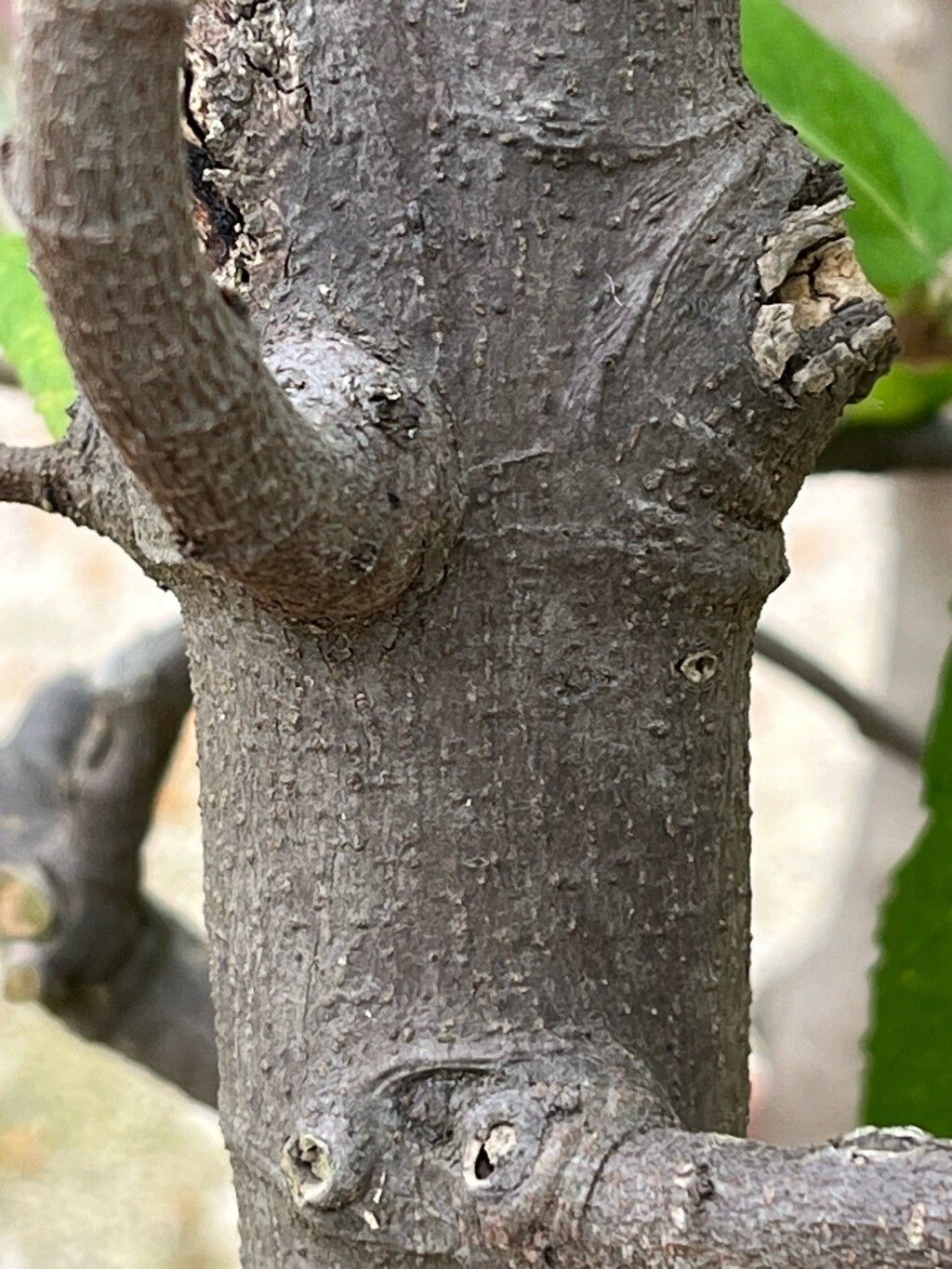 Ficus melinocarpa bark