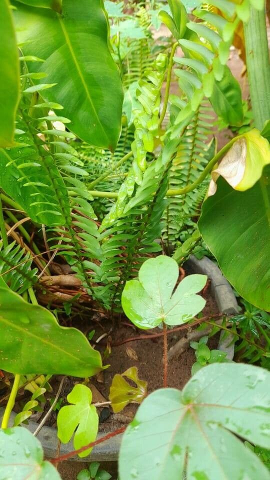 Appendicula reflexa leaf