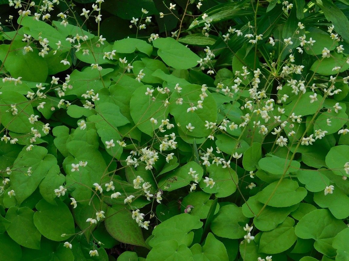 Epimedium pubigerum other