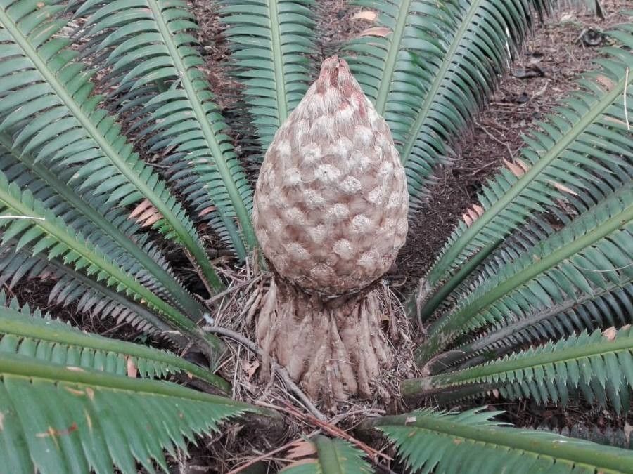 Dioon mejiae fruit