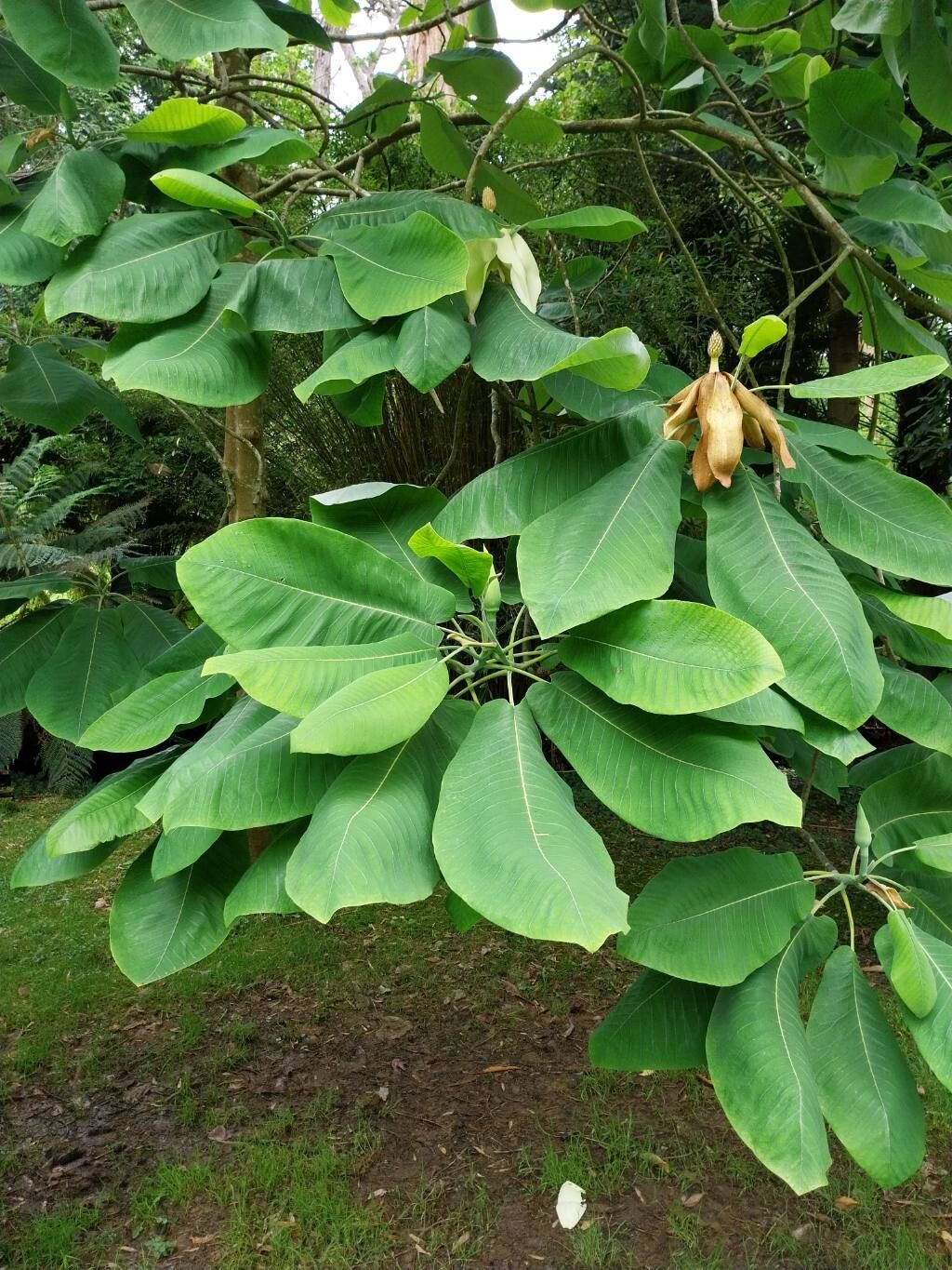 Magnolia dealbata — houseplant care guide
