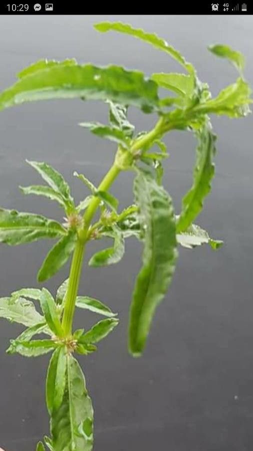 Salvia reflexa leaf