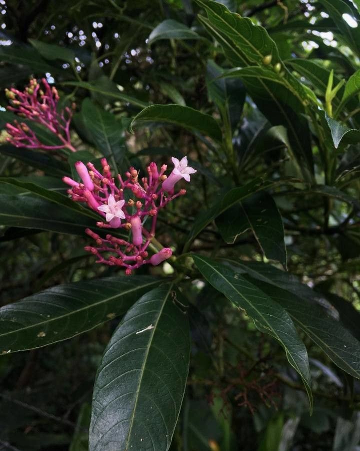 Psychotria gabrieliae flower