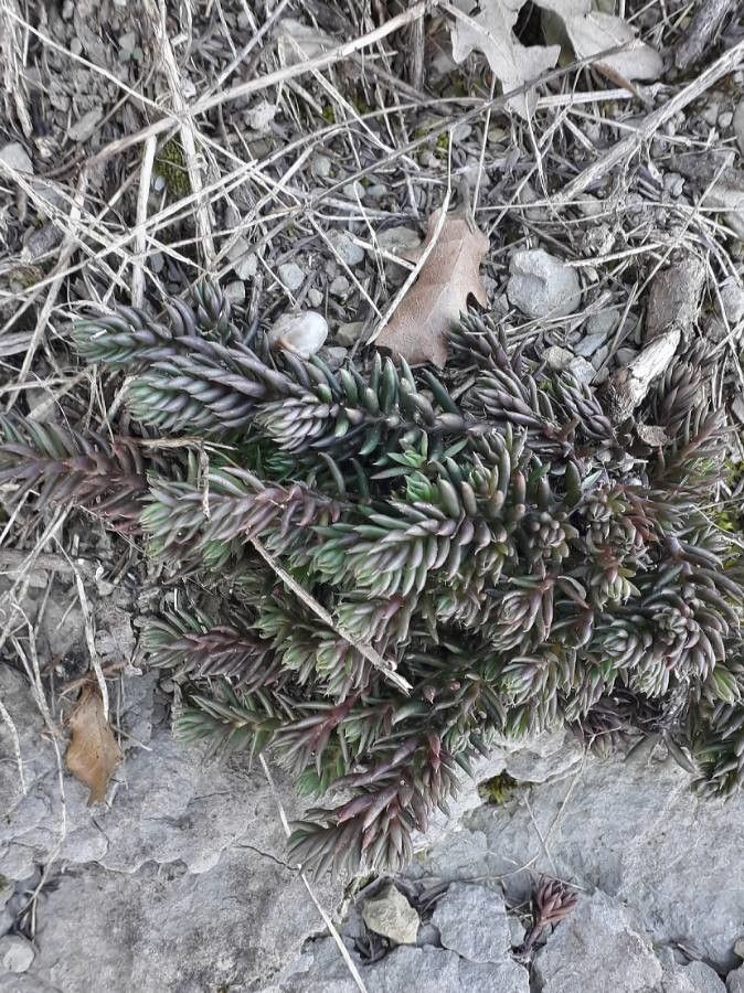 Sedum sediforme — search result for 'Crassulaceae'