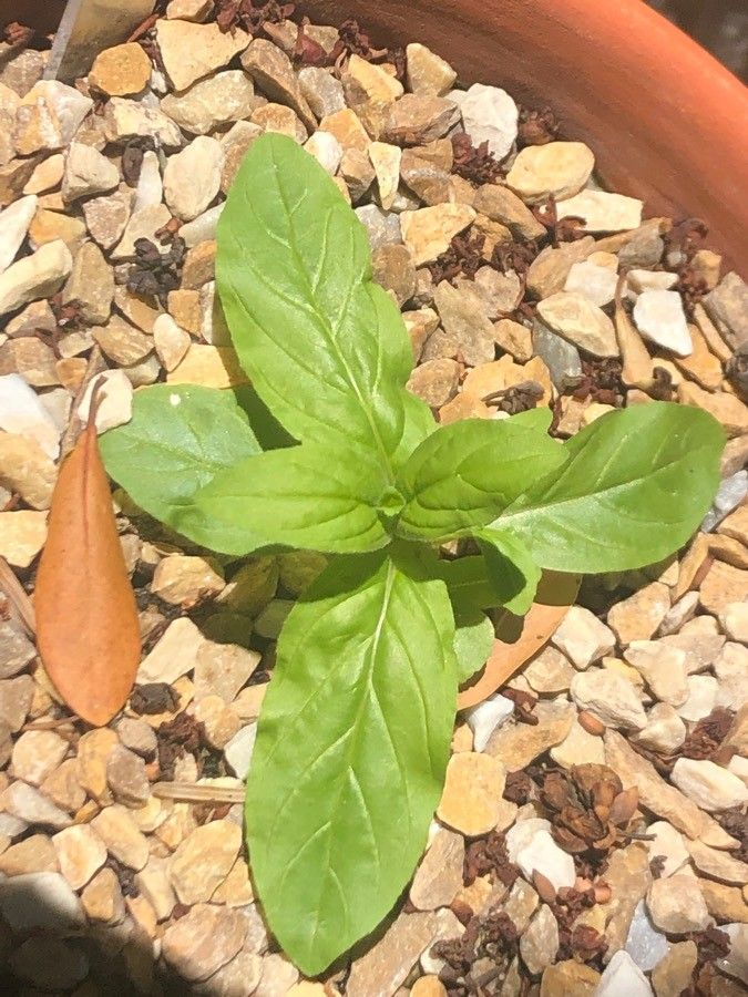 Swertia perennis — houseplant care guide