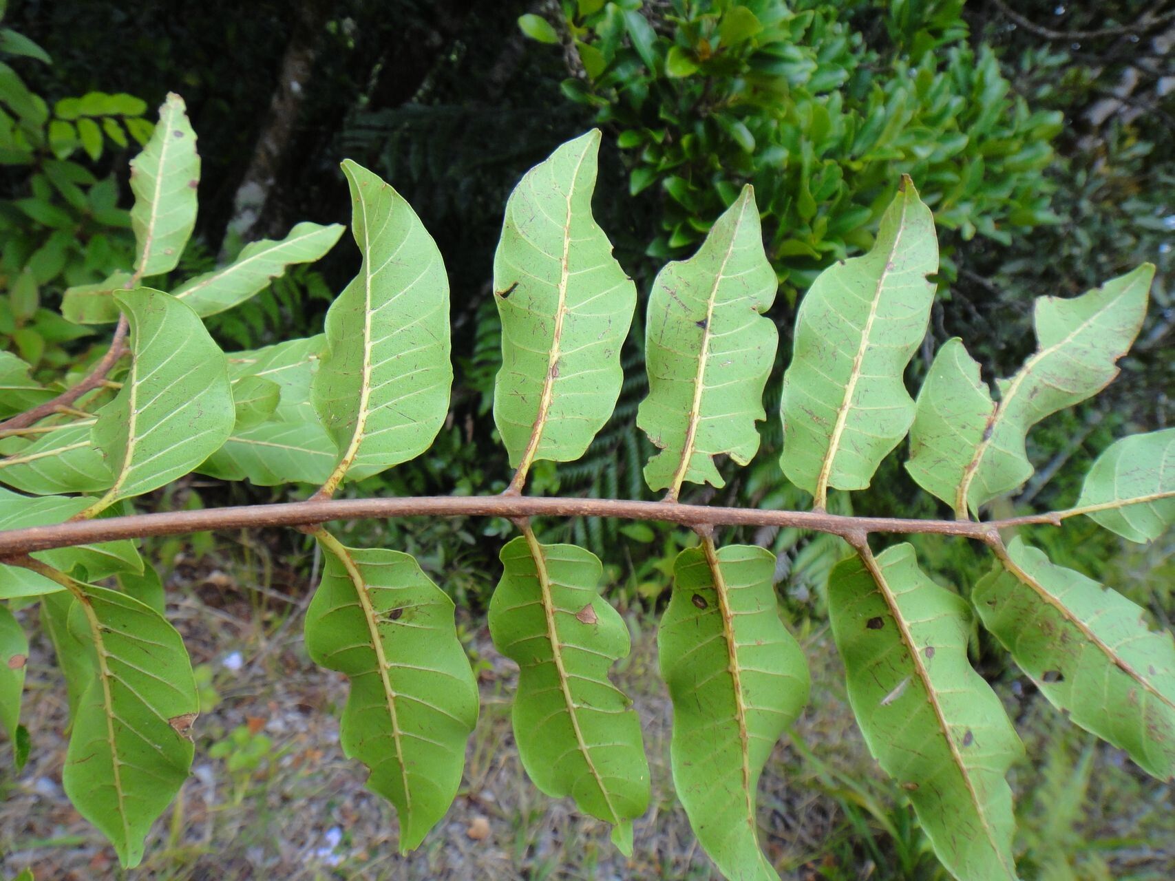 Cupaniopsis chytradenia leaf