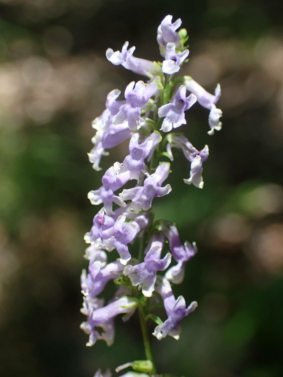 Anarrhinum bellidifolium flower