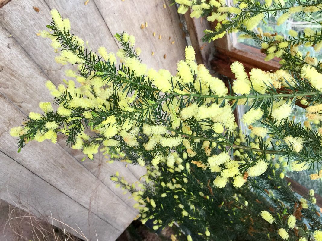 Acacia olgana — houseplant care guide