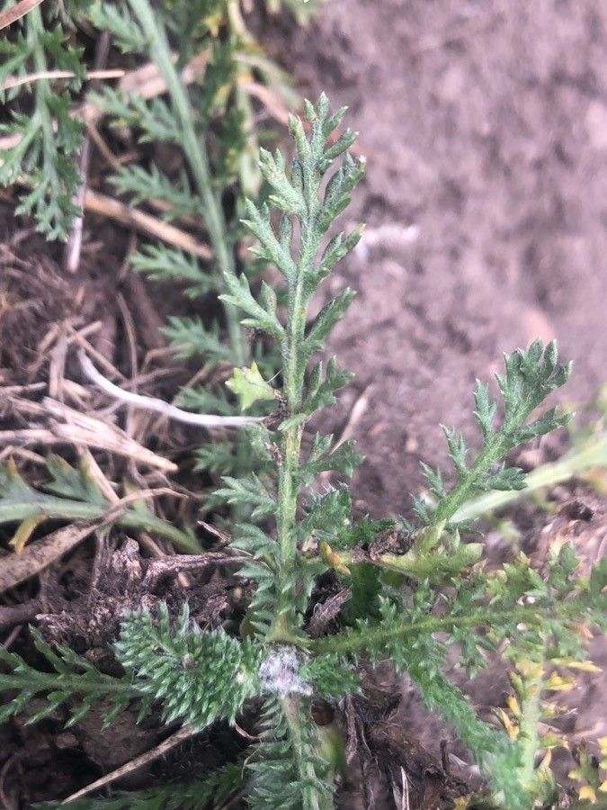 Achillea odorata — search result for 'Achillea'