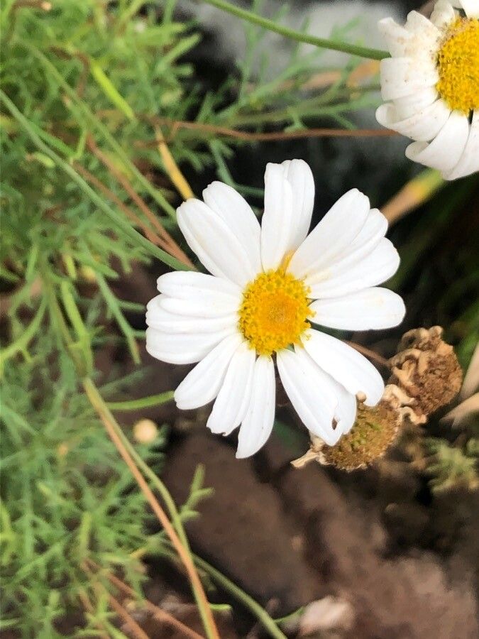 Tanacetum ferulaceum flower