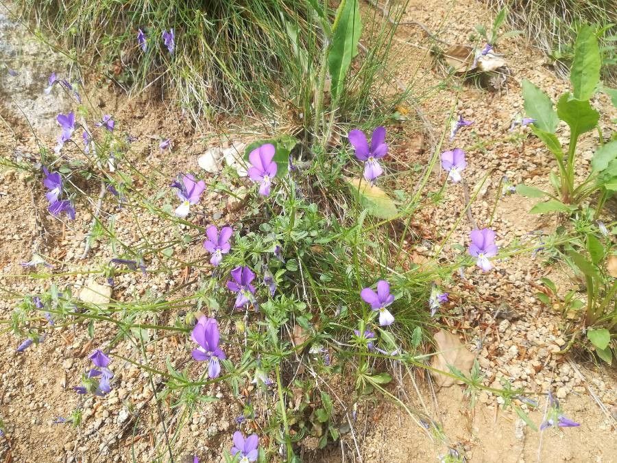 Viola bubanii habit