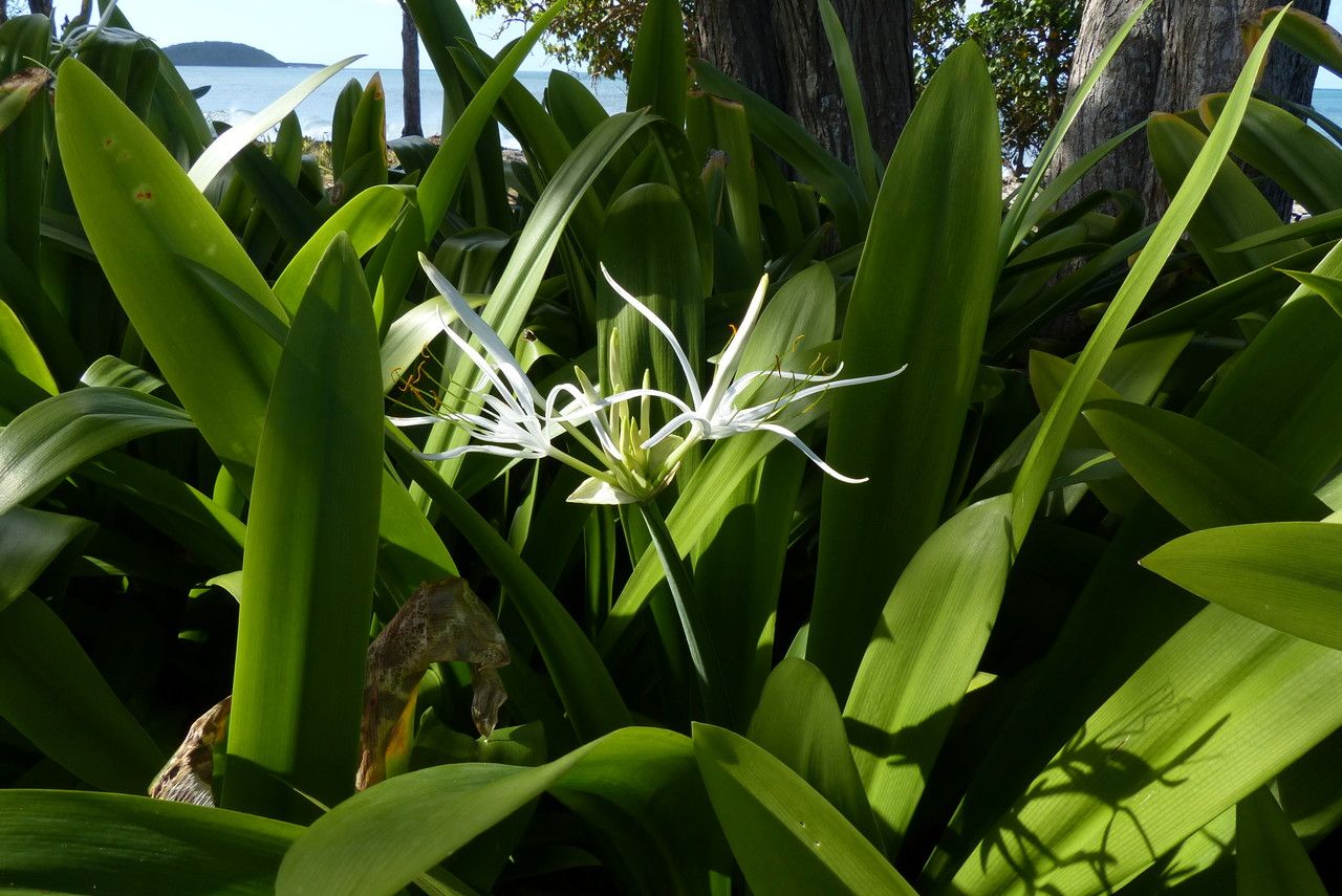 Hymenocallis caribaea — related species from the same genus