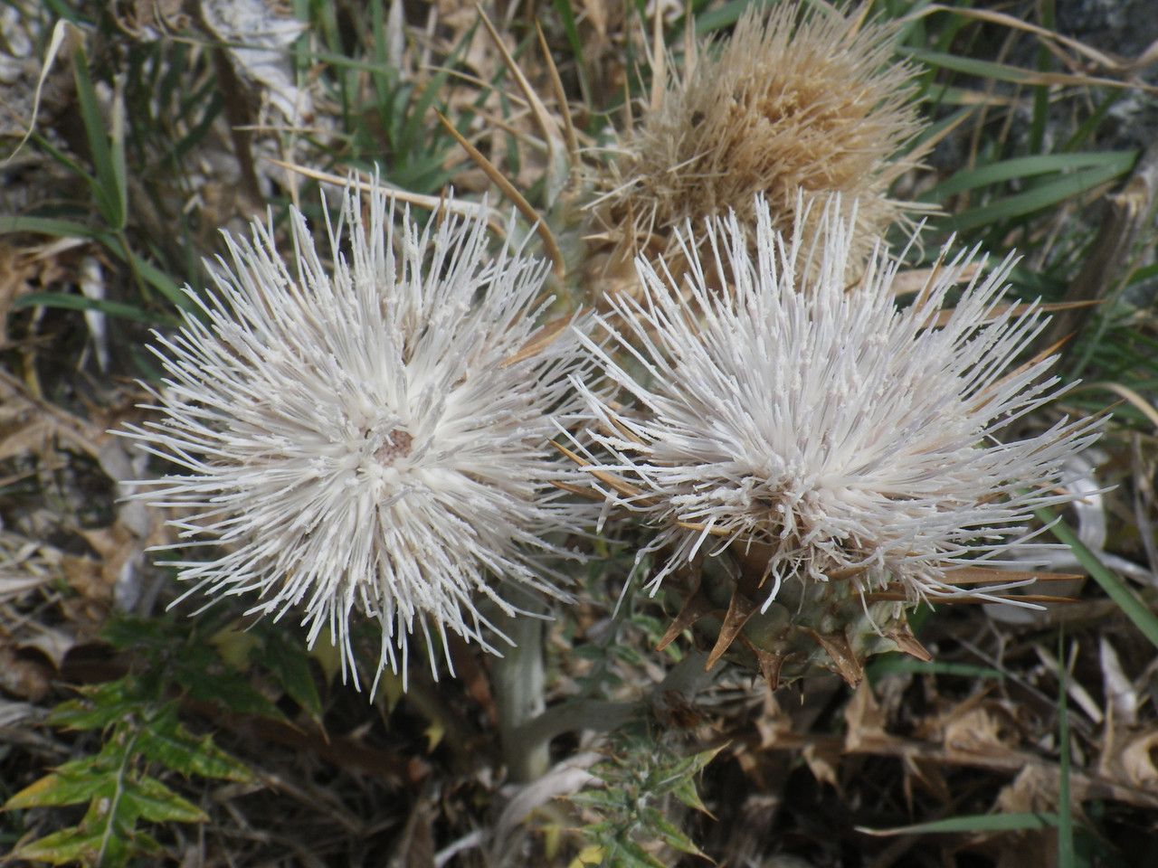 Cynara cornigera fruit