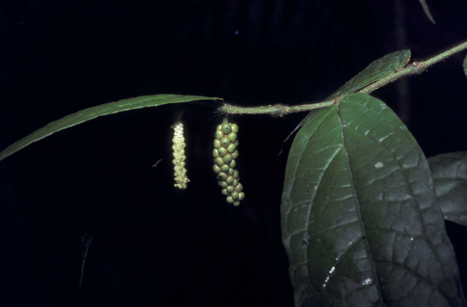 Piper cyrtopodum — houseplant care guide