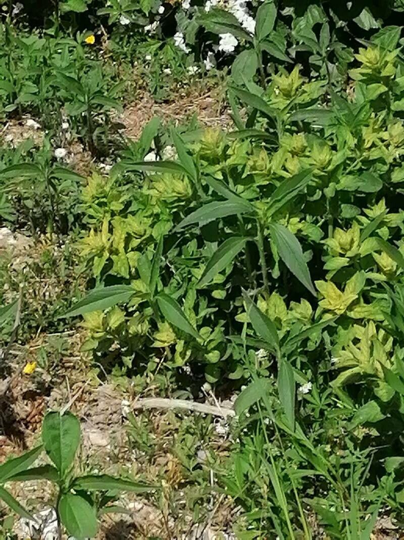 Iva annua — related species from the same genus