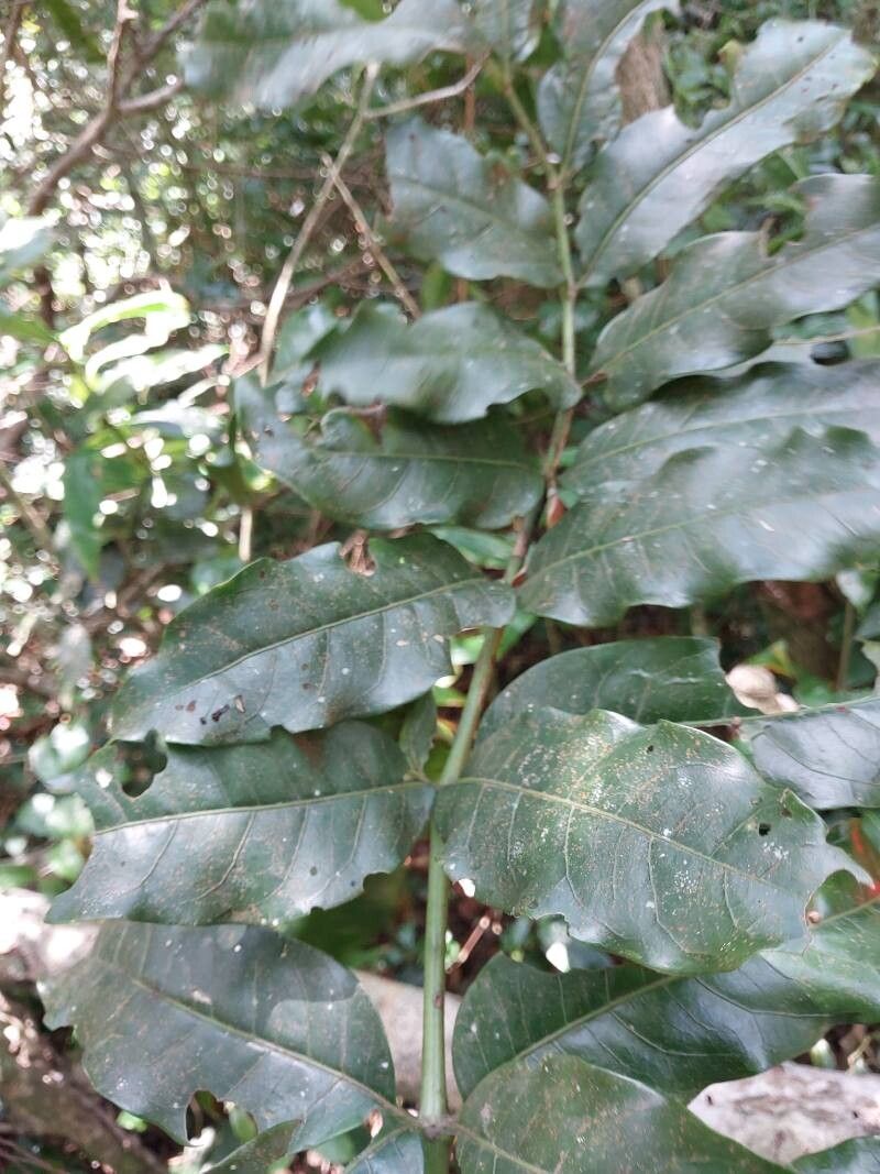 Polyscias duplicata leaf