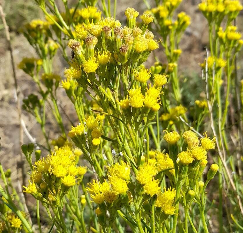 Senecio bracteolatus flower