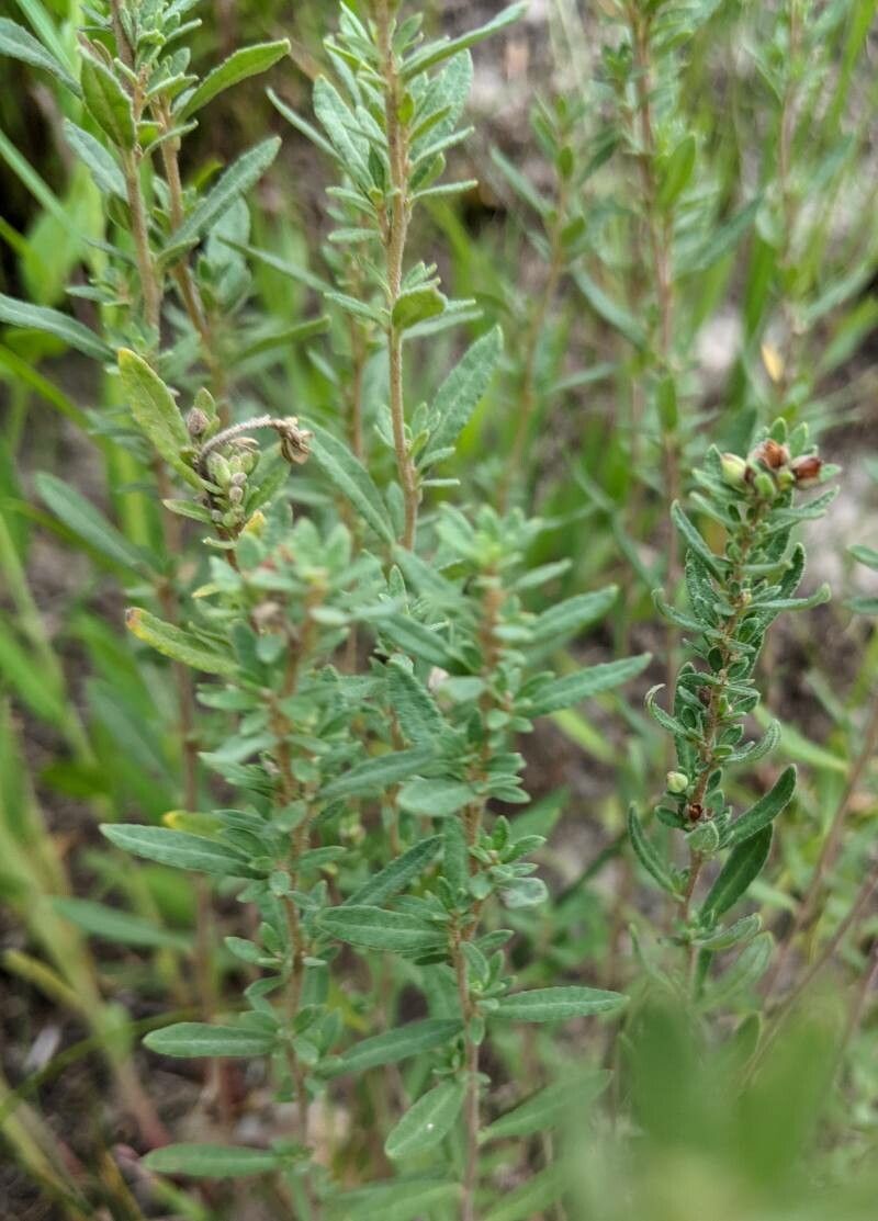 Crocanthemum bicknellii — related species from the same genus