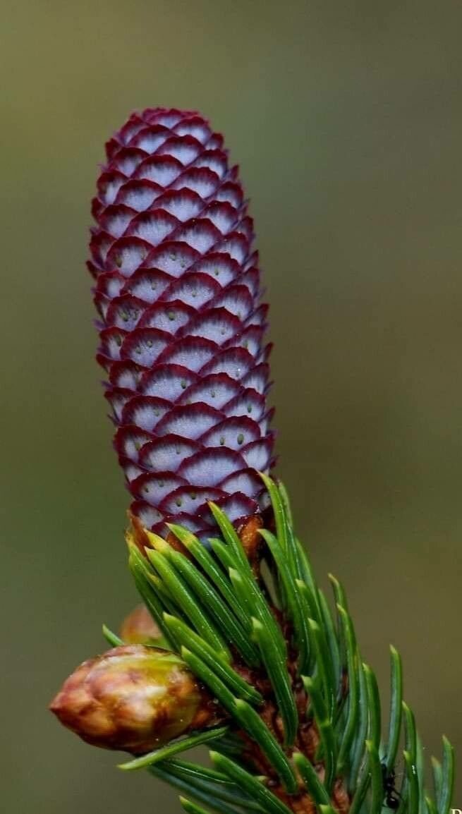 Picea likiangensis flower