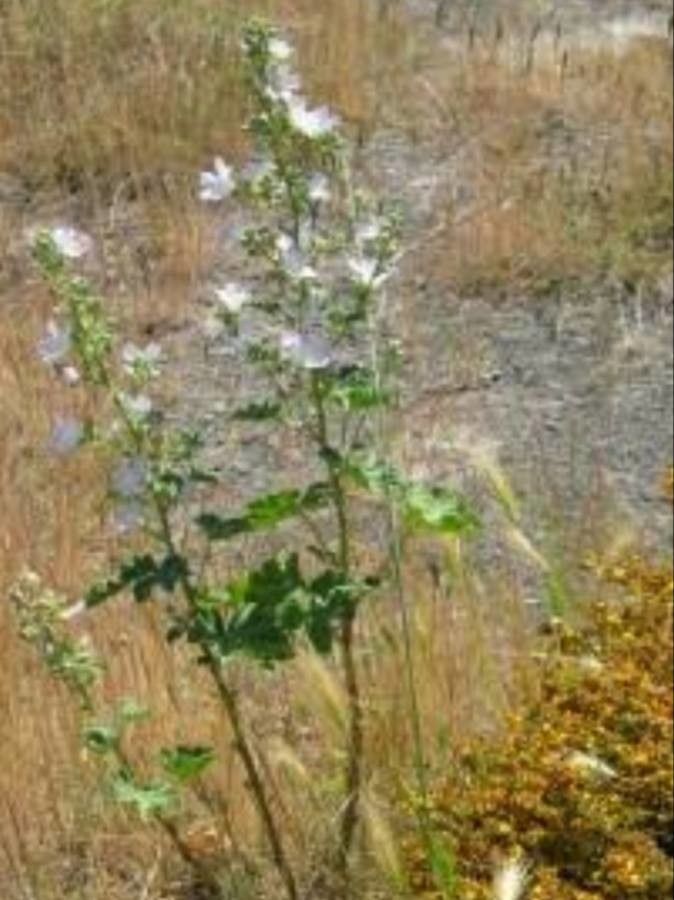 Malva preissiana flower