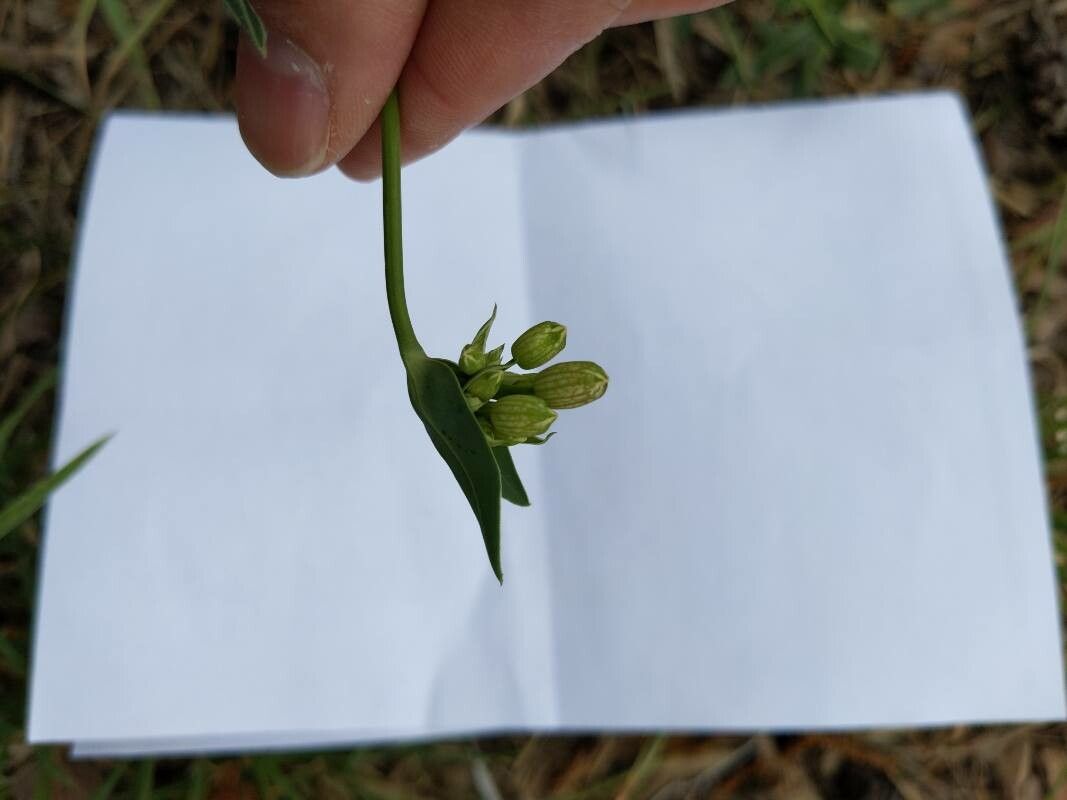 Atocion armeria fruit
