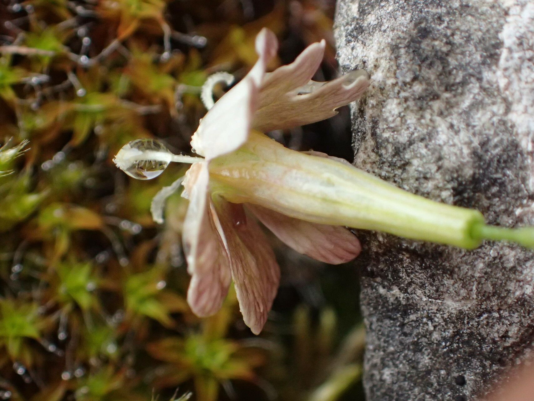 Silene saxifraga flower