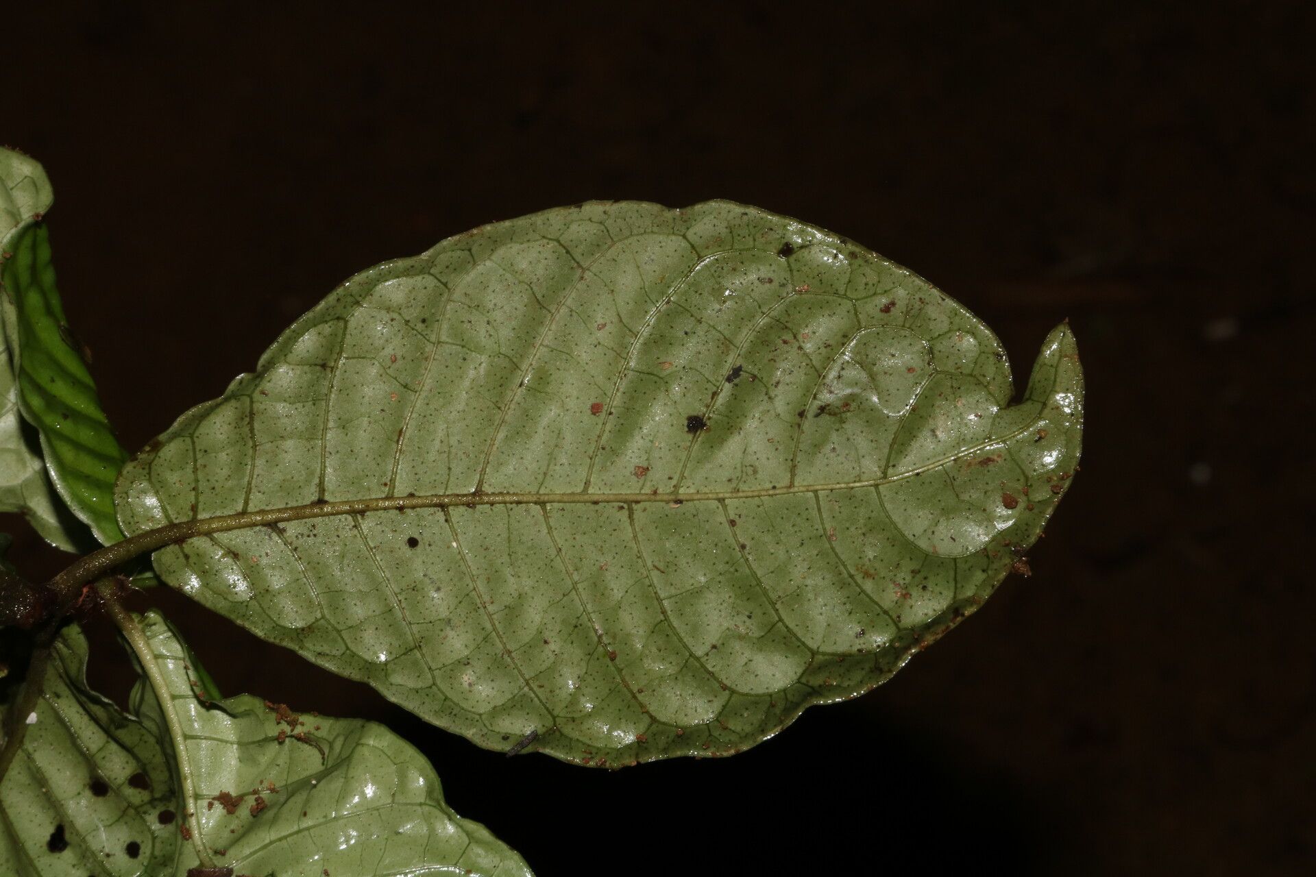 Psychotria brandneriana — houseplant care guide