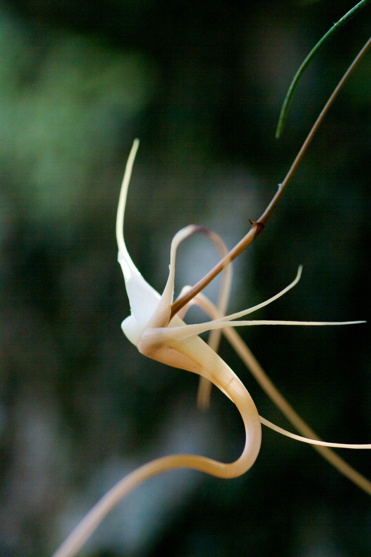 Angraecum linearifolium — houseplant care guide