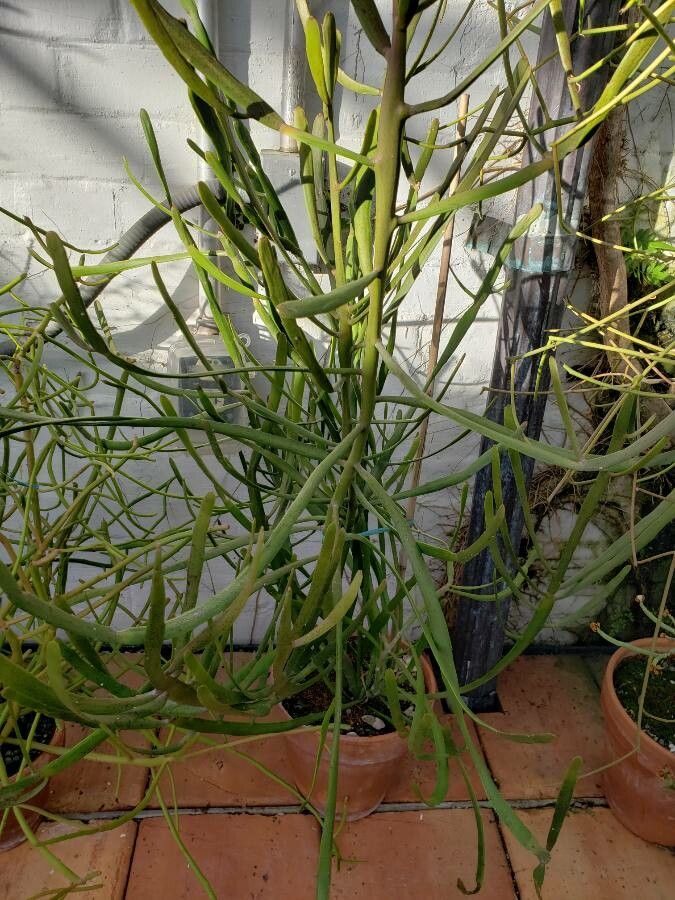 Euphorbia xylophylloides habit