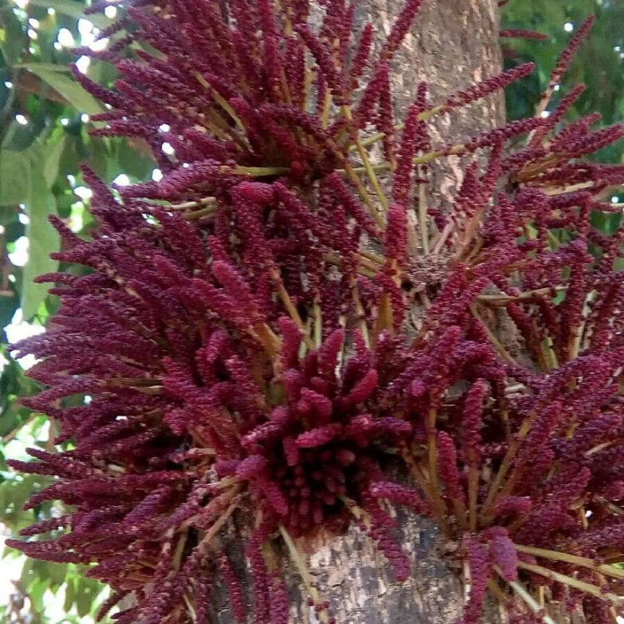 Baccaurea courtallensis — search result for 'Phyllanthaceae'