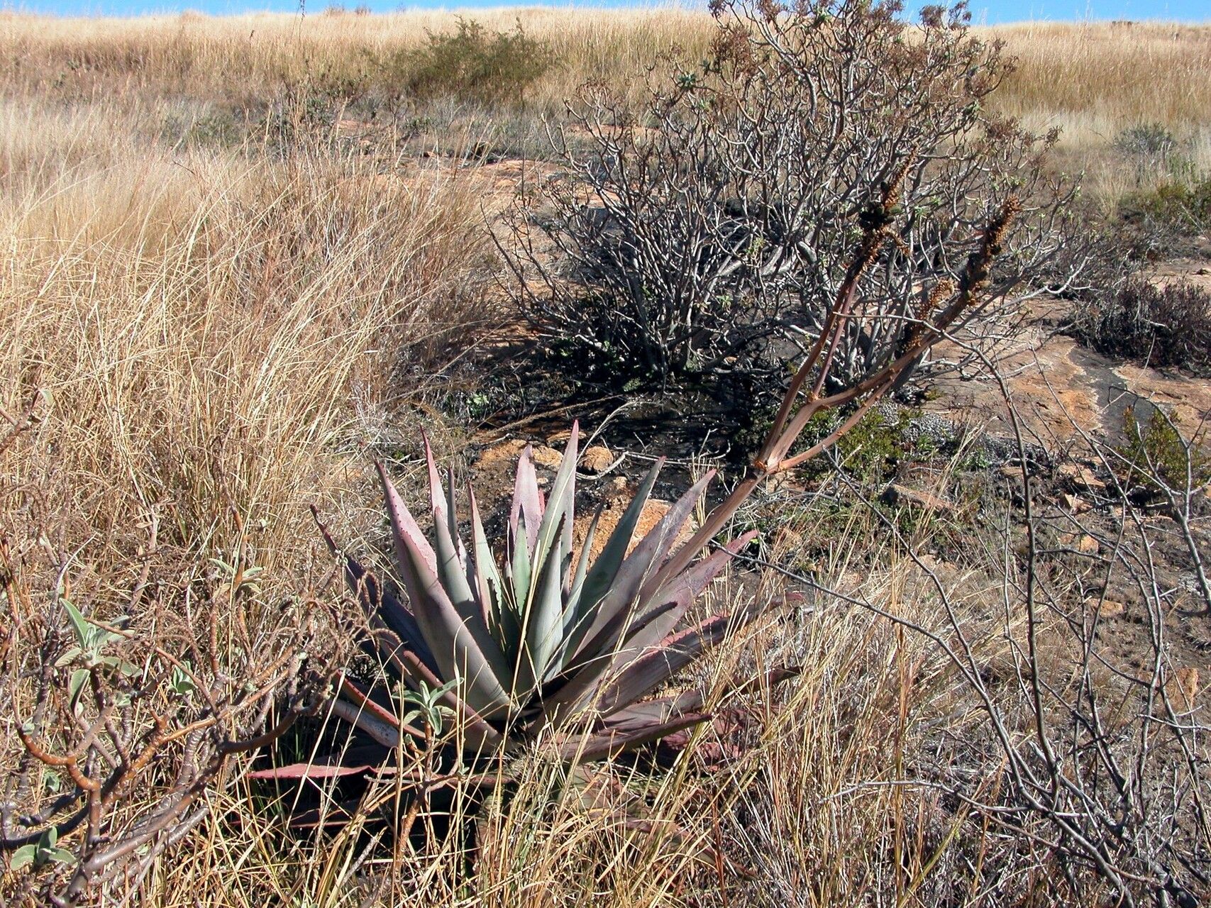 Aloe betsileensis habit