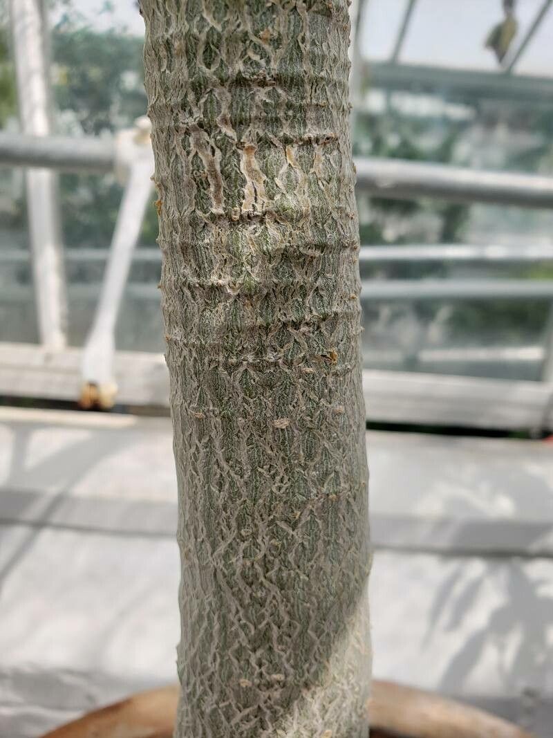 Adenium swazicum bark