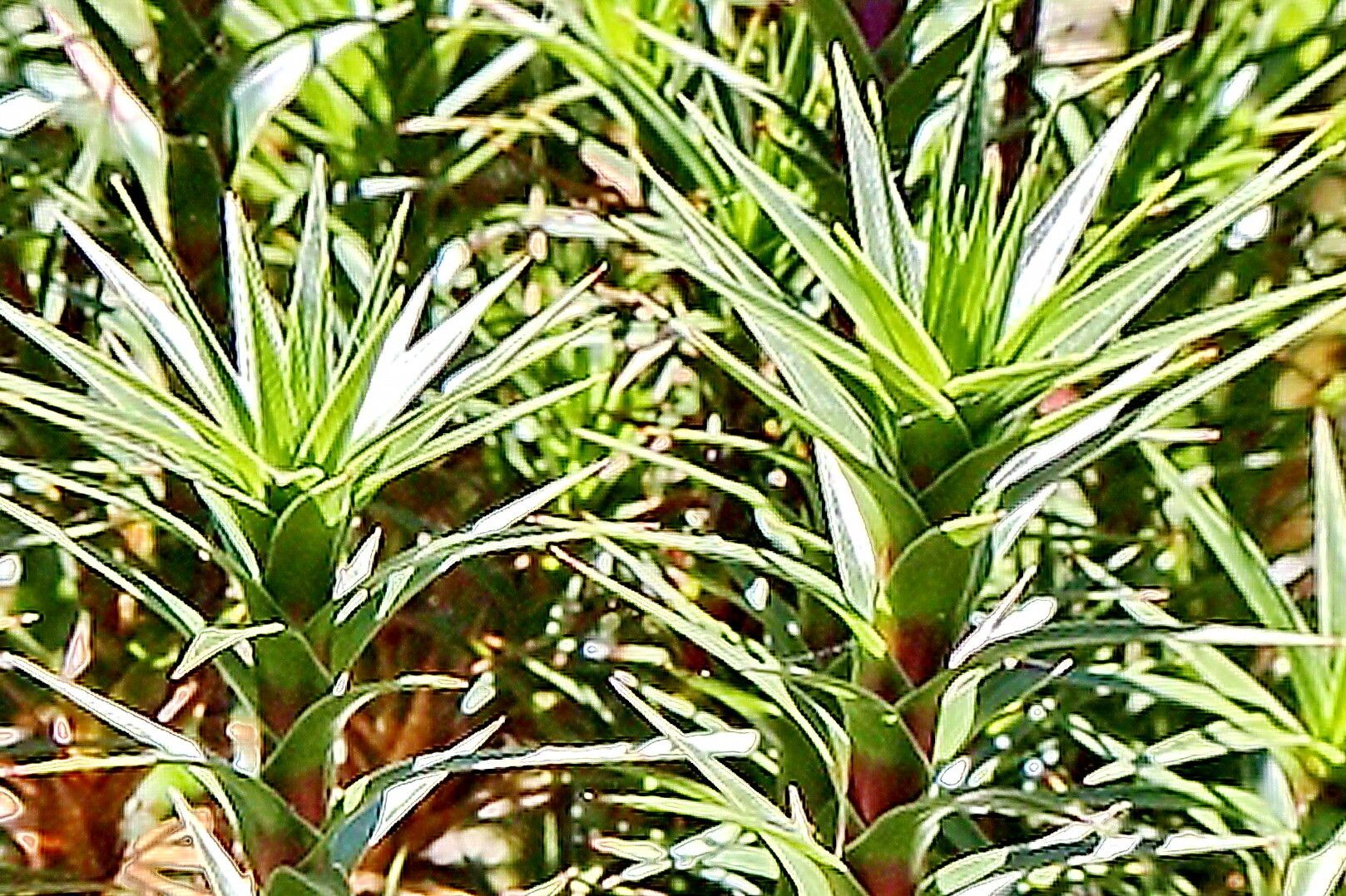 Richea continentis — related species from the same genus