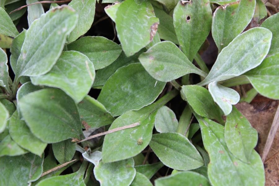Antennaria parlinii — search result for 'Georgia'