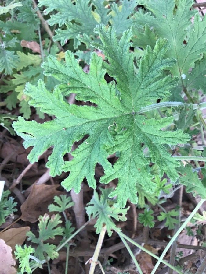 Pelargonium capitatum — search result for 'Geranium'