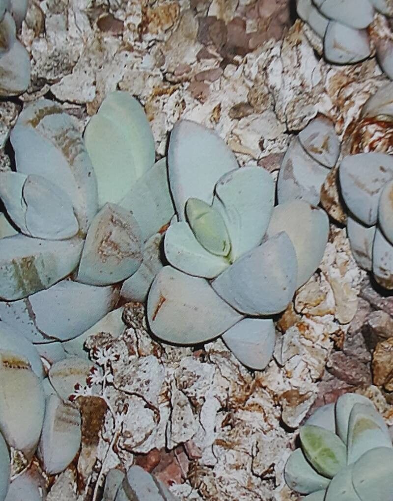 Namibia cinerea — search result for 'Namibia'