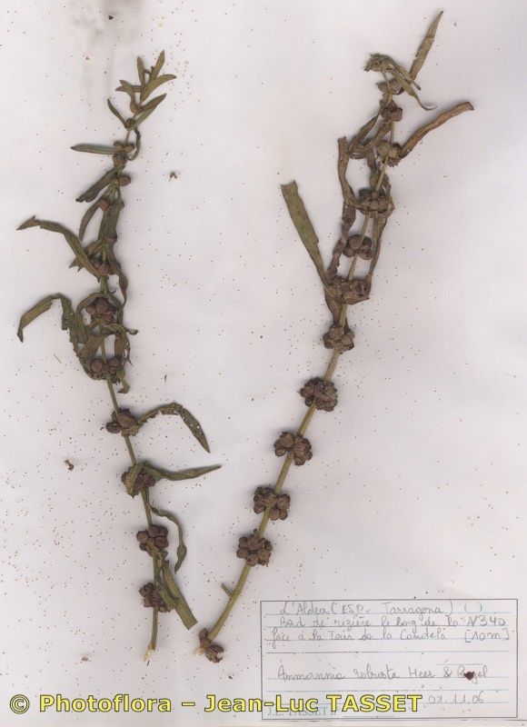 Ammannia robusta habit