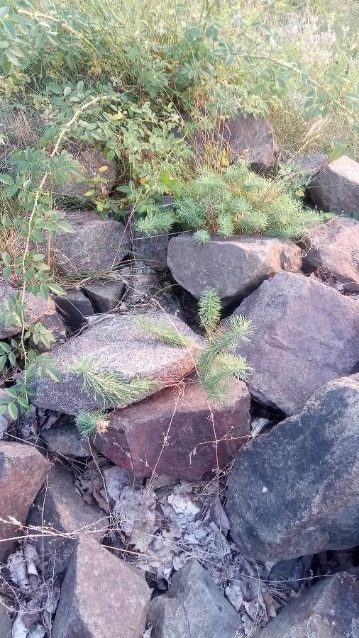 Myriophyllum aquaticum flower